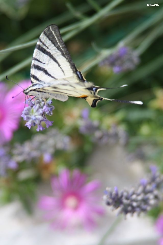 lavanda
